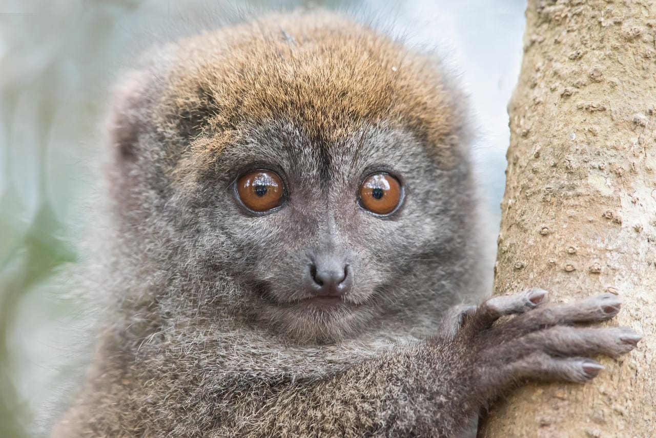 puabar-lemur-6344543_1280.jpg